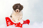 Lagotto Romagnolo Welpe