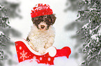 Lagotto Romagnolo Welpe