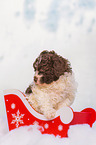 Lagotto Romagnolo Welpe