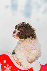 Lagotto Romagnolo Welpe