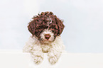 Lagotto Romagnolo Welpe