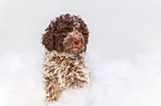 Lagotto Romagnolo Welpe