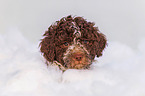 Lagotto Romagnolo Welpe