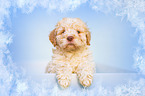 Lagotto Romagnolo Welpe