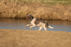 Lagotto Romagnolo am Wasser