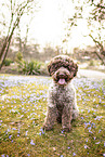 sitzender Lagotto Romagnolo