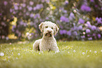 liegender Lagotto Romagnolo