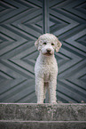 Lagotto Romagnolo Hndin