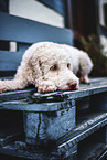 Lagotto Romagnolo Hndin