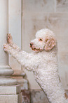 Lagotto Romagnolo Hndin