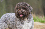 Lagotto Romagnolo