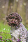 Lagotto Romagnolo