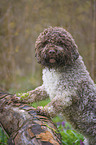 Lagotto Romagnolo