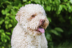 Lagotto Romagnolo Rde