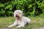 Lagotto Romagnolo Rde