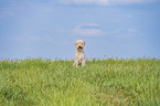 Lagotto Romagnolo Rde