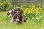 Lagotto Romagnolo Welpen