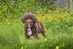 Lagotto Romagnolo Welpe