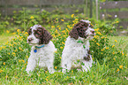 Lagotto Romagnolo Welpen