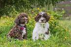 Lagotto Romagnolo Welpen