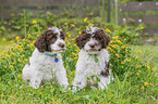 Lagotto Romagnolo Welpen