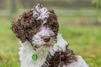 Lagotto Romagnolo Welpe