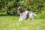 Lagotto Romagnolo Welpe