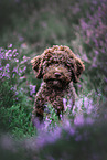 Lagotto Romagnolo