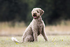 Lagotto Romagnolo