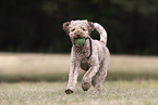 Lagotto Romagnolo