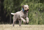 Lagotto Romagnolo