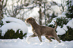 Lagotto Romagnolo