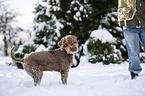 Lagotto Romagnolo