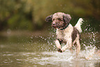 Lagotto Romagnolo