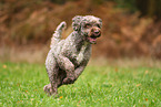 Lagotto Romagnolo