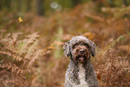 Lagotto Romagnolo