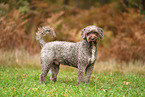 Lagotto Romagnolo