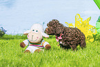 Lagotto Romagnolo Welpe
