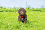 Lagotto Romagnolo Welpe