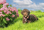 Lagotto Romagnolo Welpe