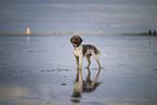 Lagotto Romagnolo