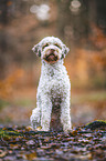 Lagotto Romagnolo Rde