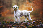 Lagotto Romagnolo Rde