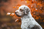 Lagotto Romagnolo Rde