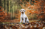 Lagotto Romagnolo Rde