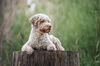 Lagotto Romagnolo Rde
