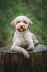 Lagotto Romagnolo Rde