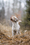 Lagotto Romagnolo Rde
