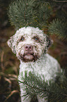 Lagotto Romagnolo Rde