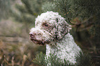 Lagotto Romagnolo Rde